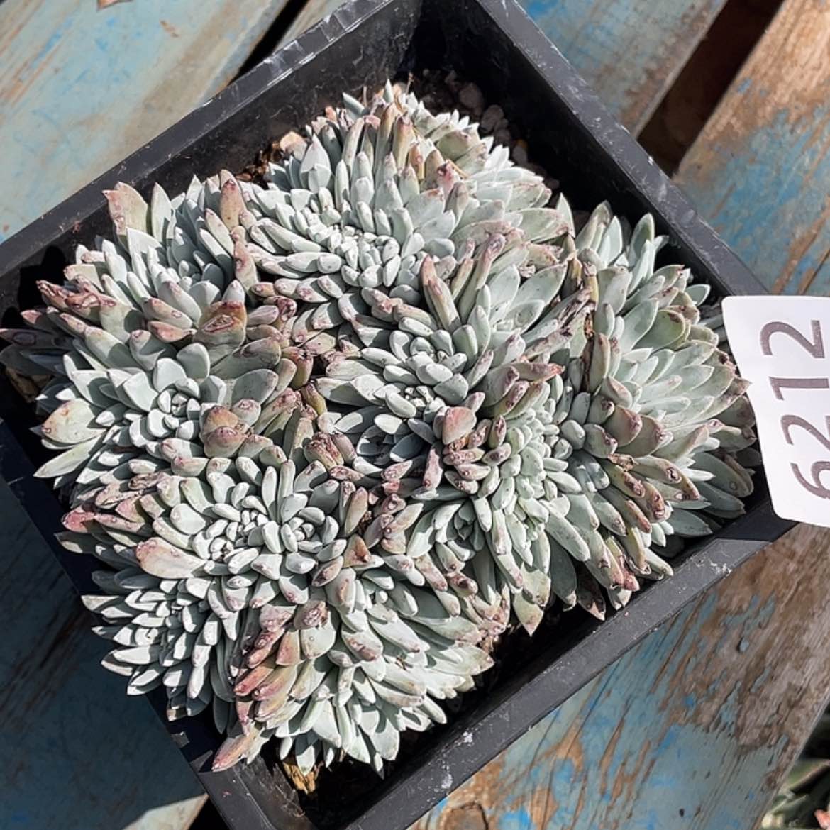 【闪购商品】泡西芙罗拉