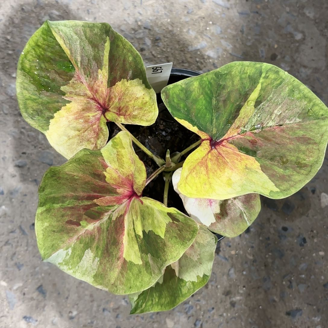 567-0122月亮光辉彩叶芋泰国发货多肉