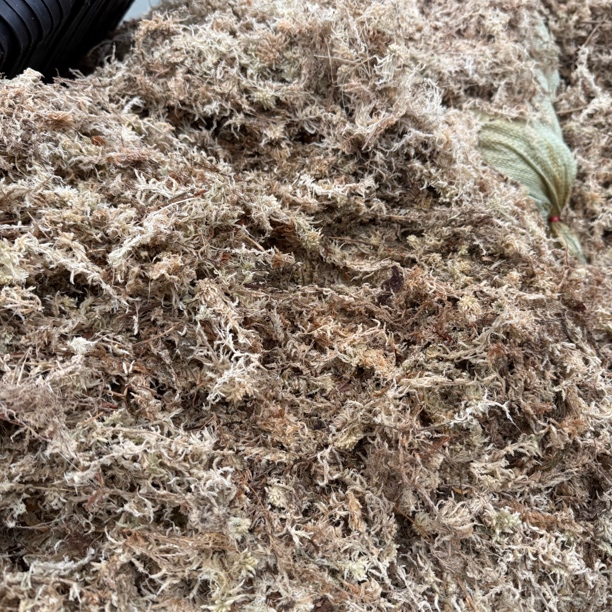 阳光兰业基地自用【特级水苔120克】些许杂质