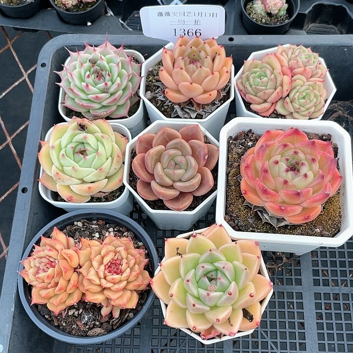 薇薇安园艺多肉1366