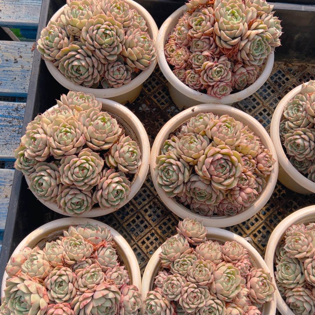 150杯苯巴蒂斯，满18包邮