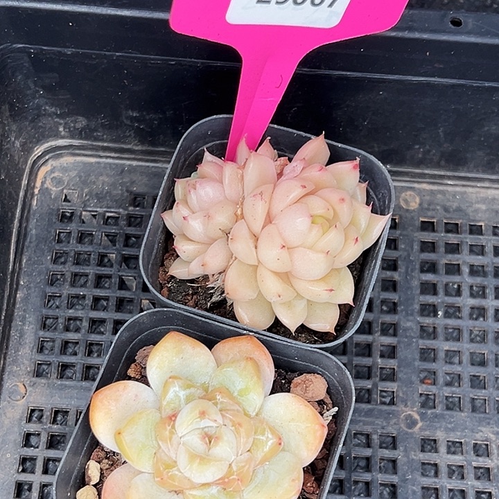 淘***气框拍      29067号  