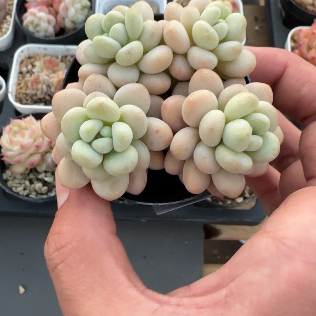 一物一拍麦秆珍妮05172