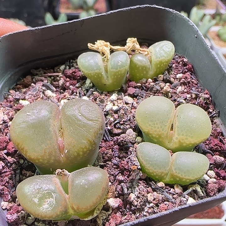 哈哈哈哈哈哈哈哈。838