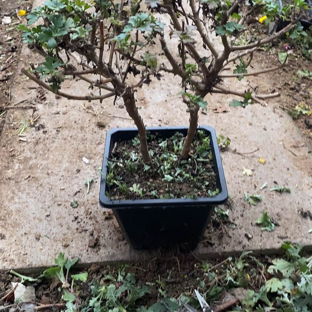 衲****完全开放盆景菊花
