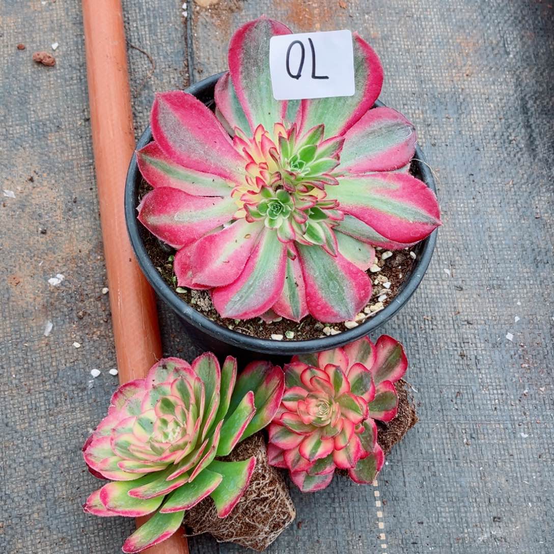 一物一拍多肉法师70