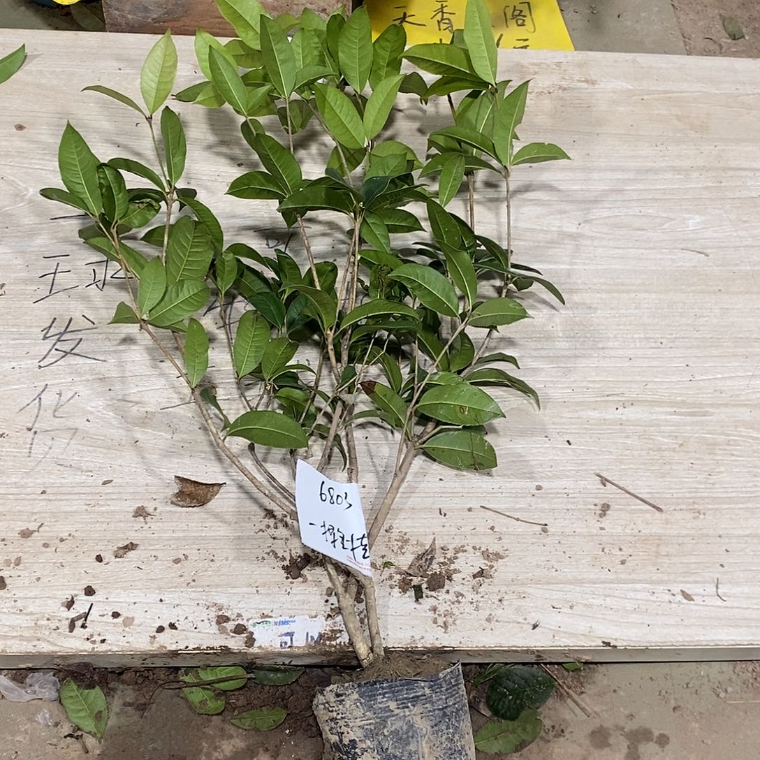 完全开放一物一拍的桂花