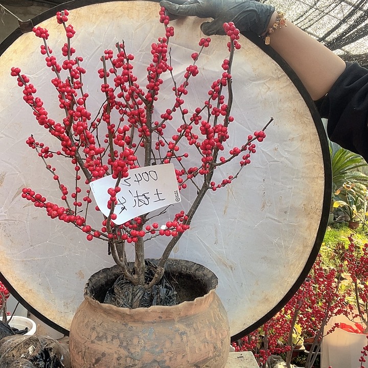 无花朵土球发货 东红福利