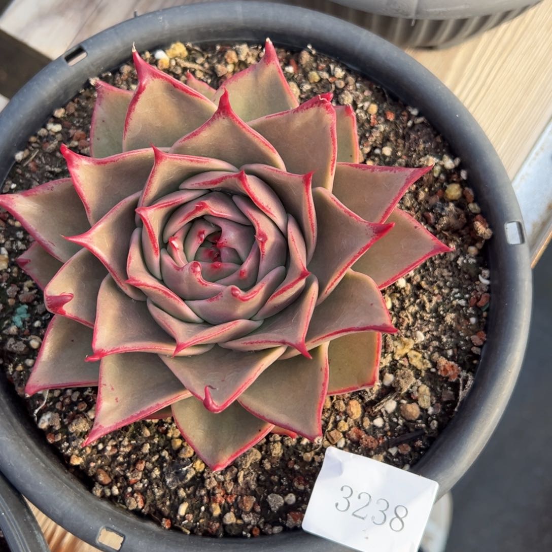 泡*妈3238肉肉肉肉肉肉肉