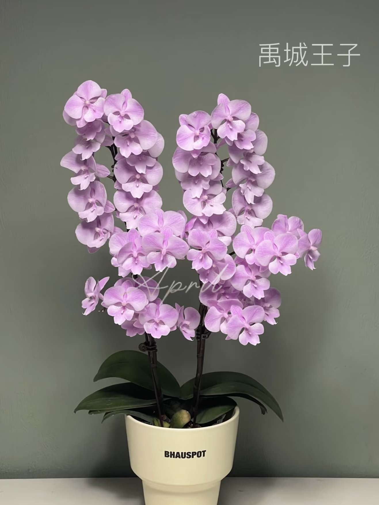 粉色大舌头【禹城王子】蝴蝶兰室内带花盆栽