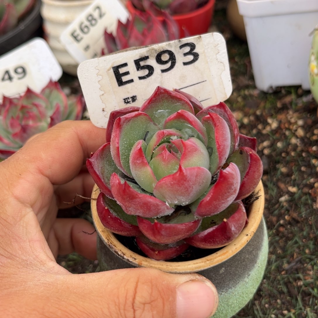 惊鸿一瞥593号多肉