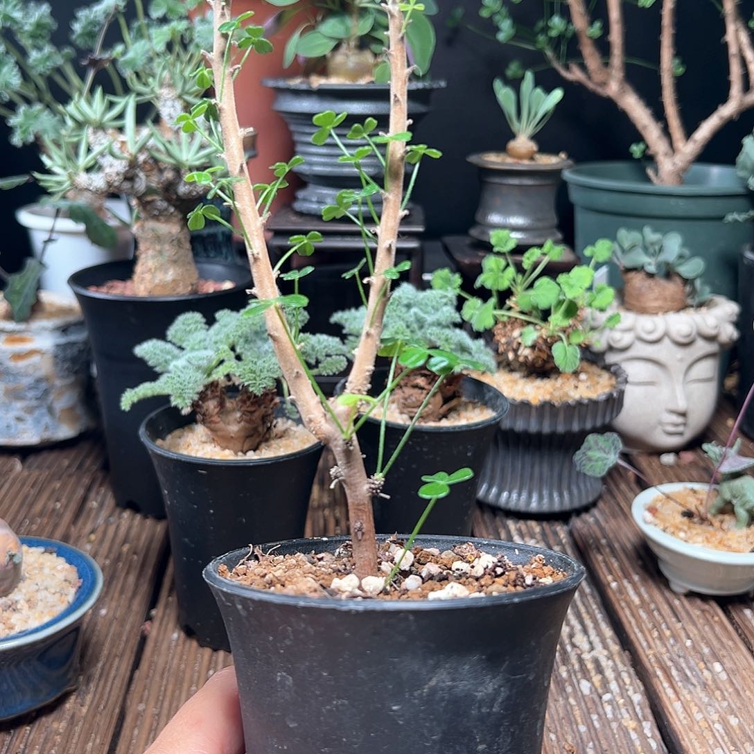 霞***^巨人酢浆草带盆包邮