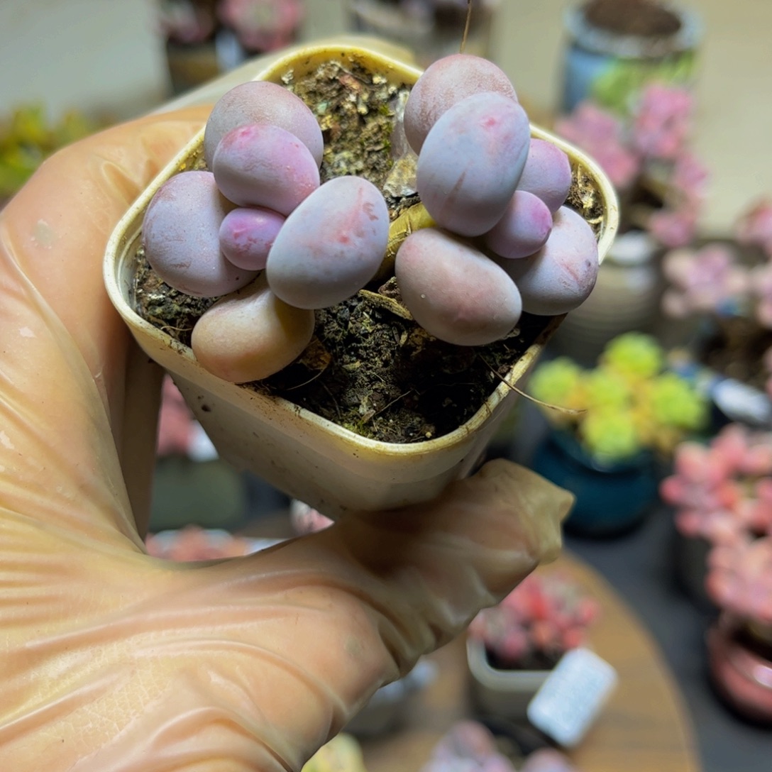 191蛋黄奶酪5厘米多肉