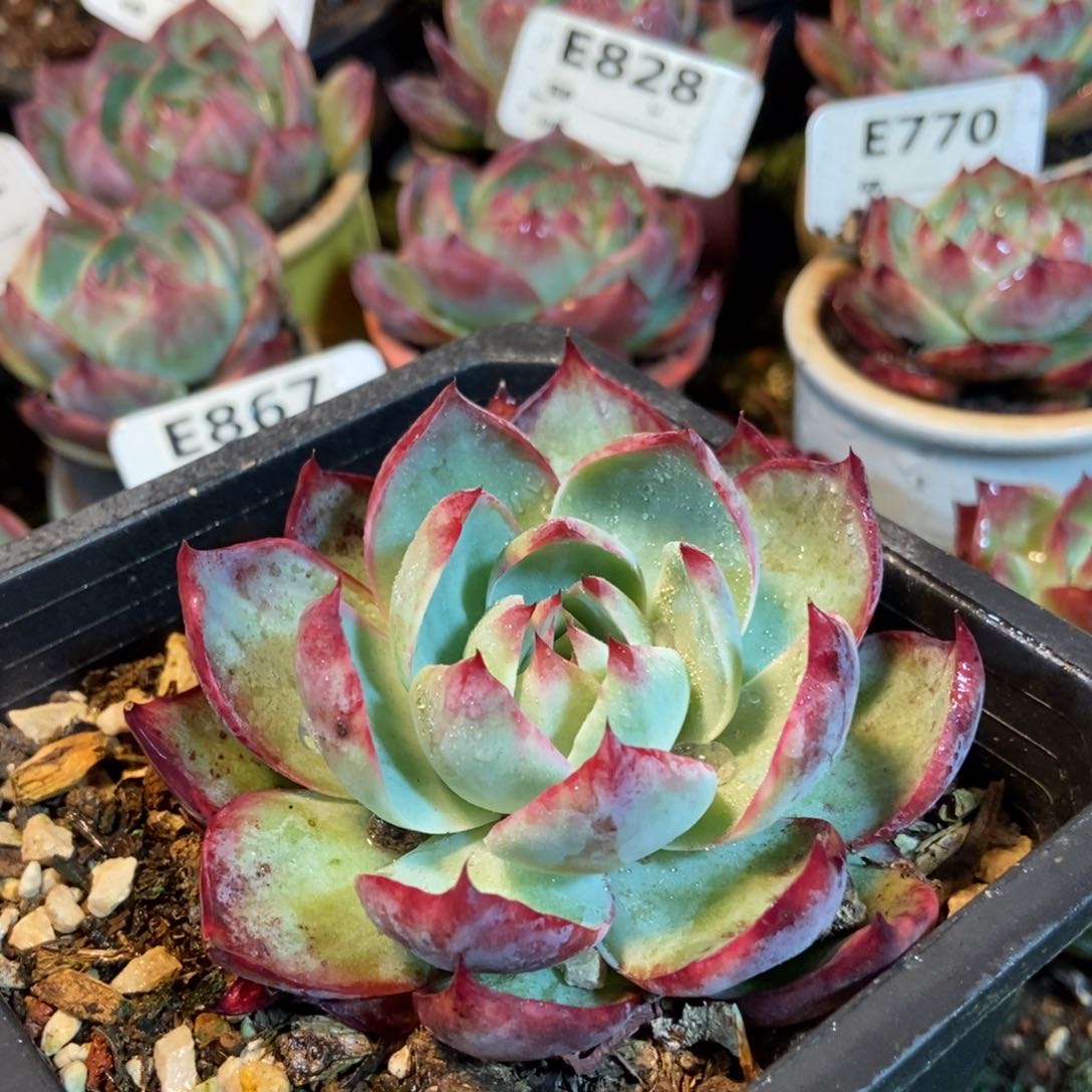 惊鸿一瞥708号楼多肉