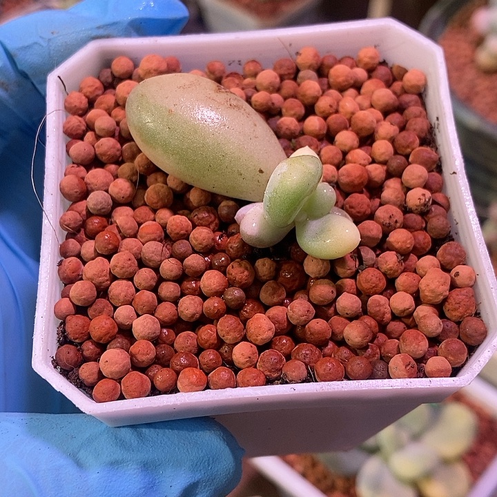 文乐奶酪锦多肉植物