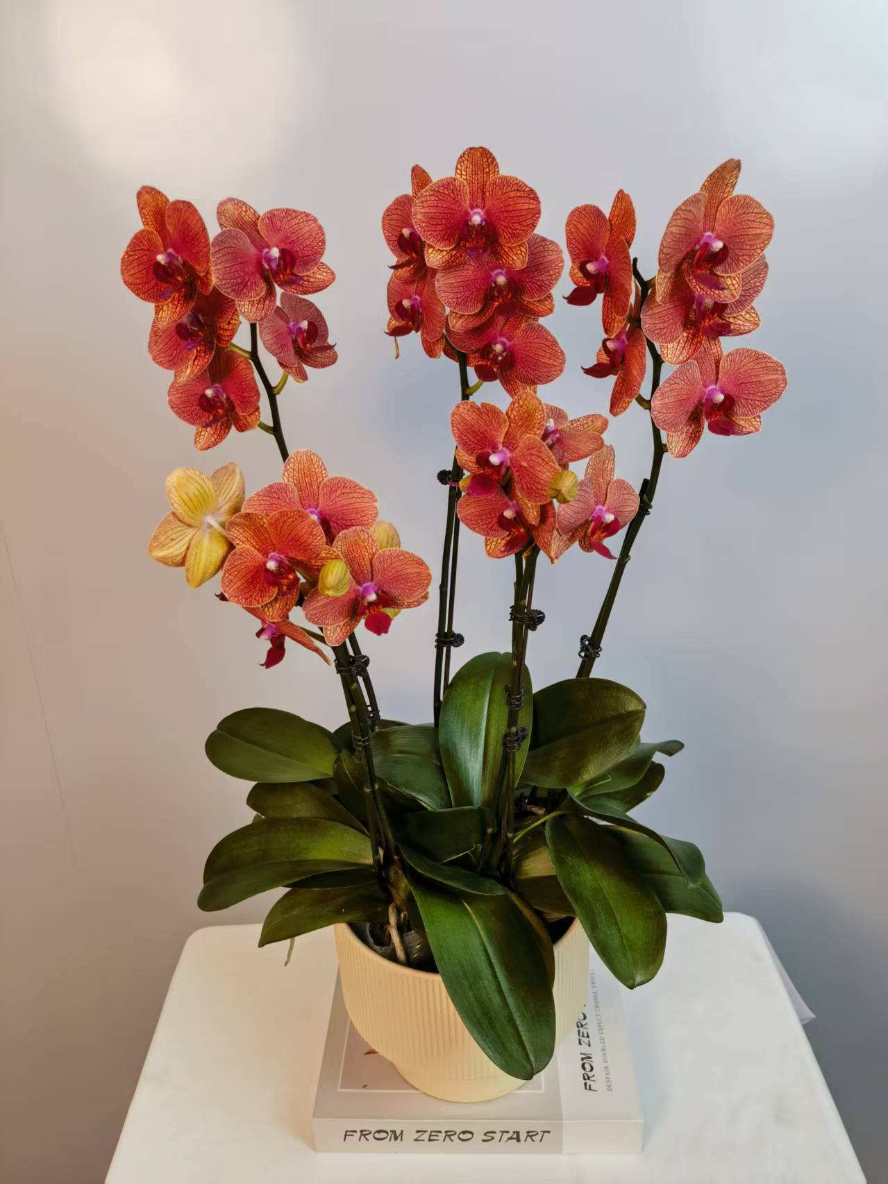 【金秋仙子】蝴蝶兰盆栽带花苞花剑大苗客厅室内四季好养活植物花卉