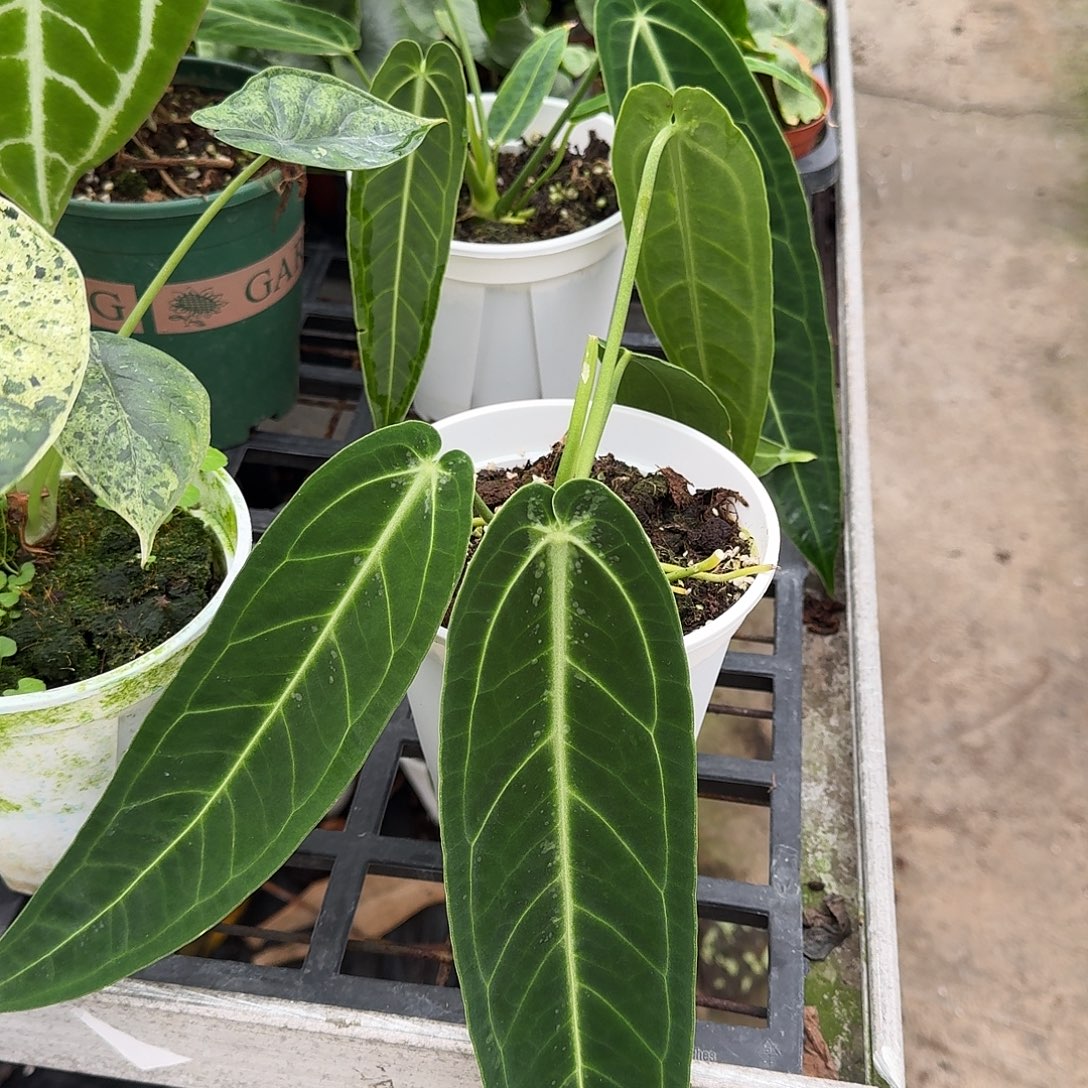 不开花植物火鹤后可挑