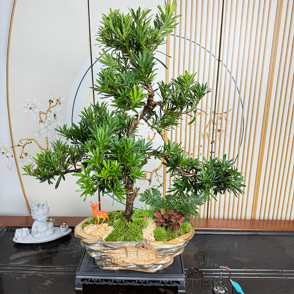 高端迎客造型盆景老桩雀舌罗汉松耐寒绿植盆栽带蕨类四季常青