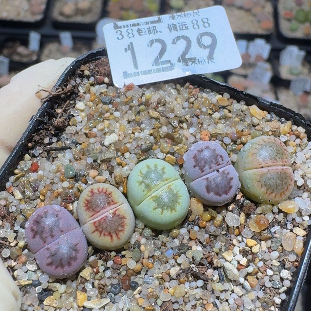 zzzz精品生石花1229小菊