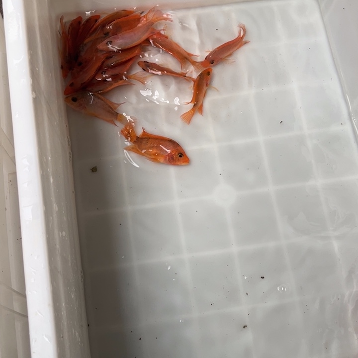 罗汉鱼21.8////////////////