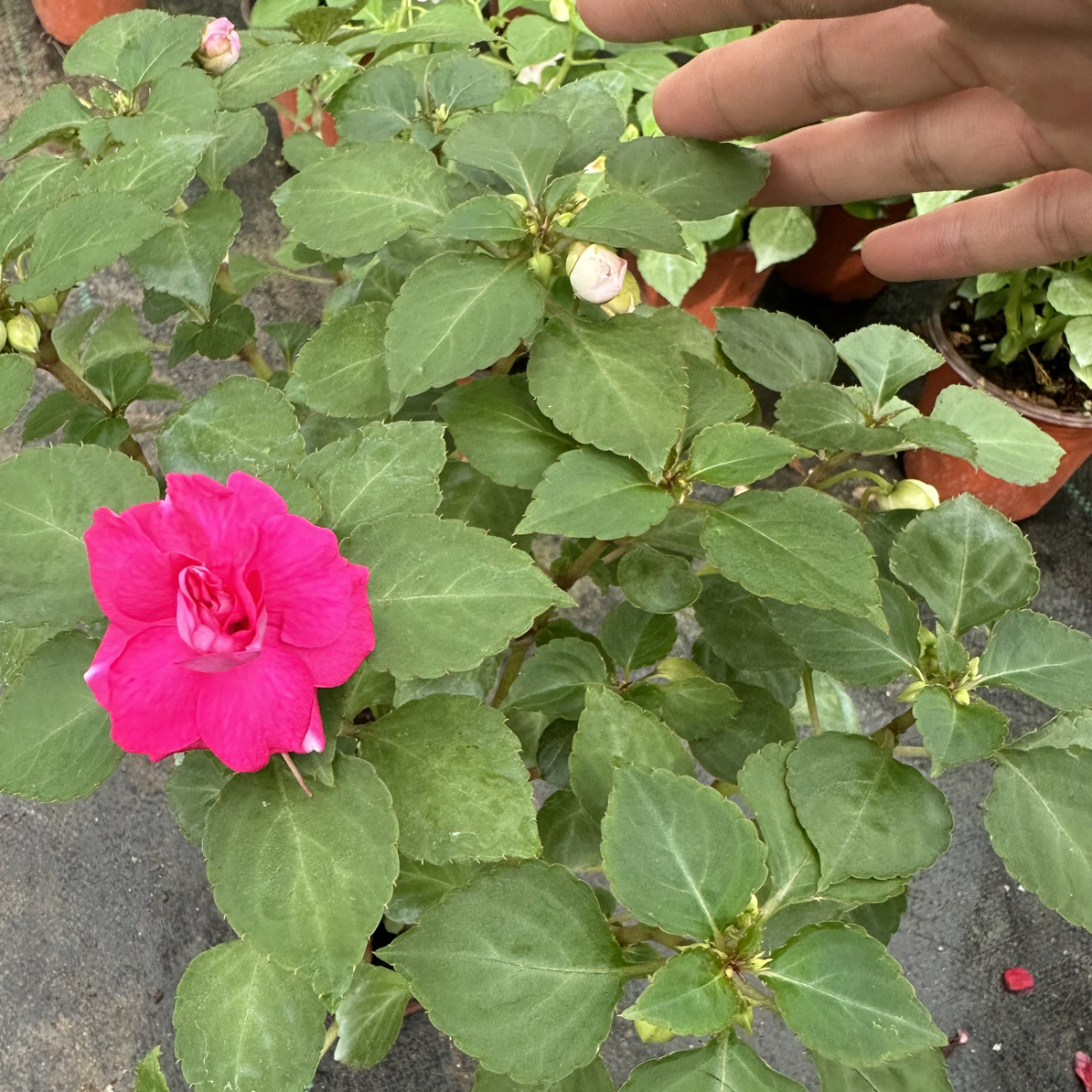 重瓣风仙水梅花  枚花脸 