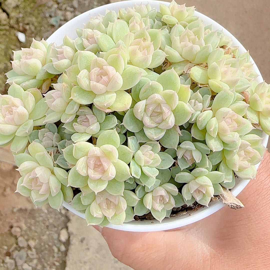 气***水1121-155（m1-225-2）