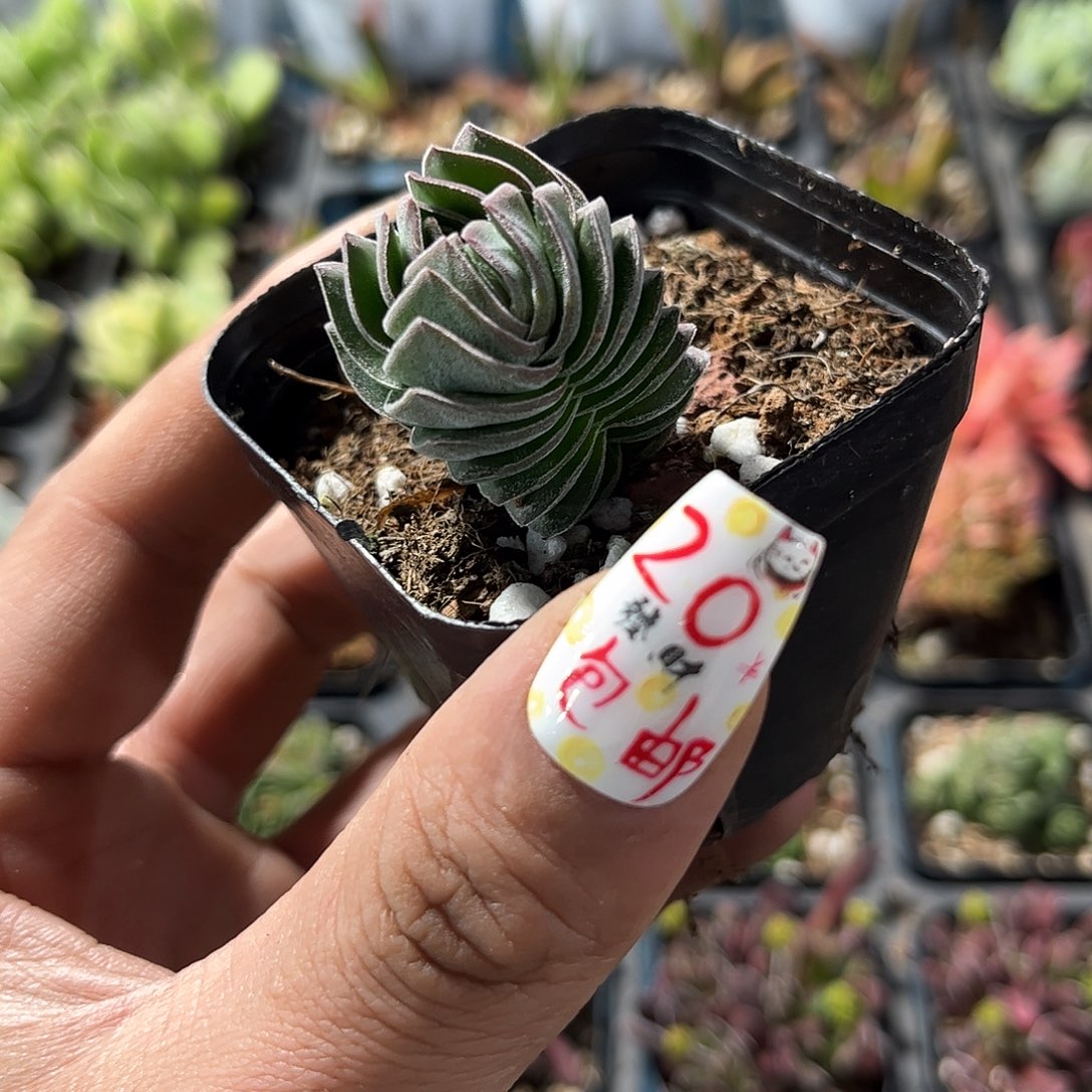 方塔单头发货有根发货