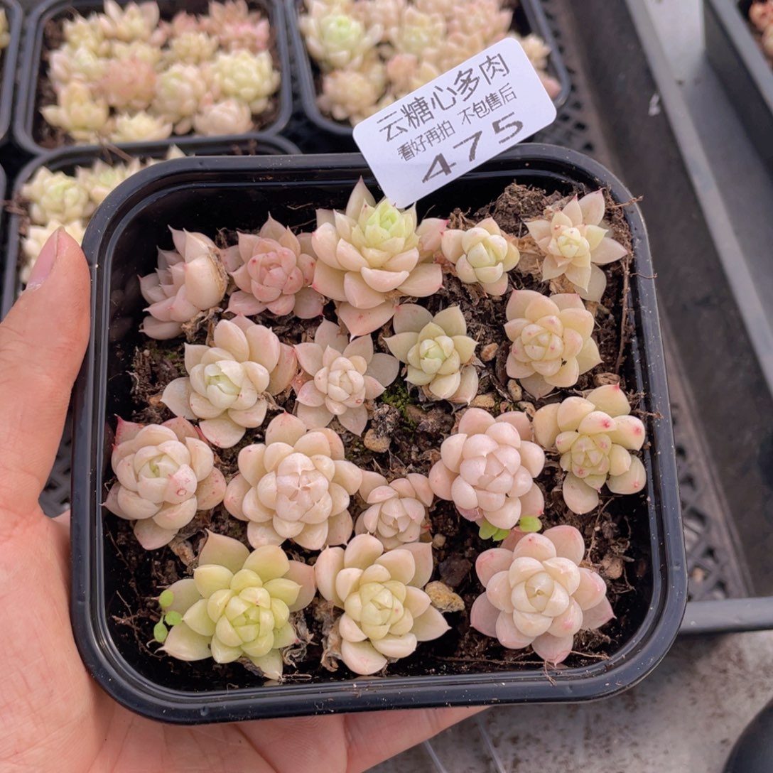 云糖心多肉植物475