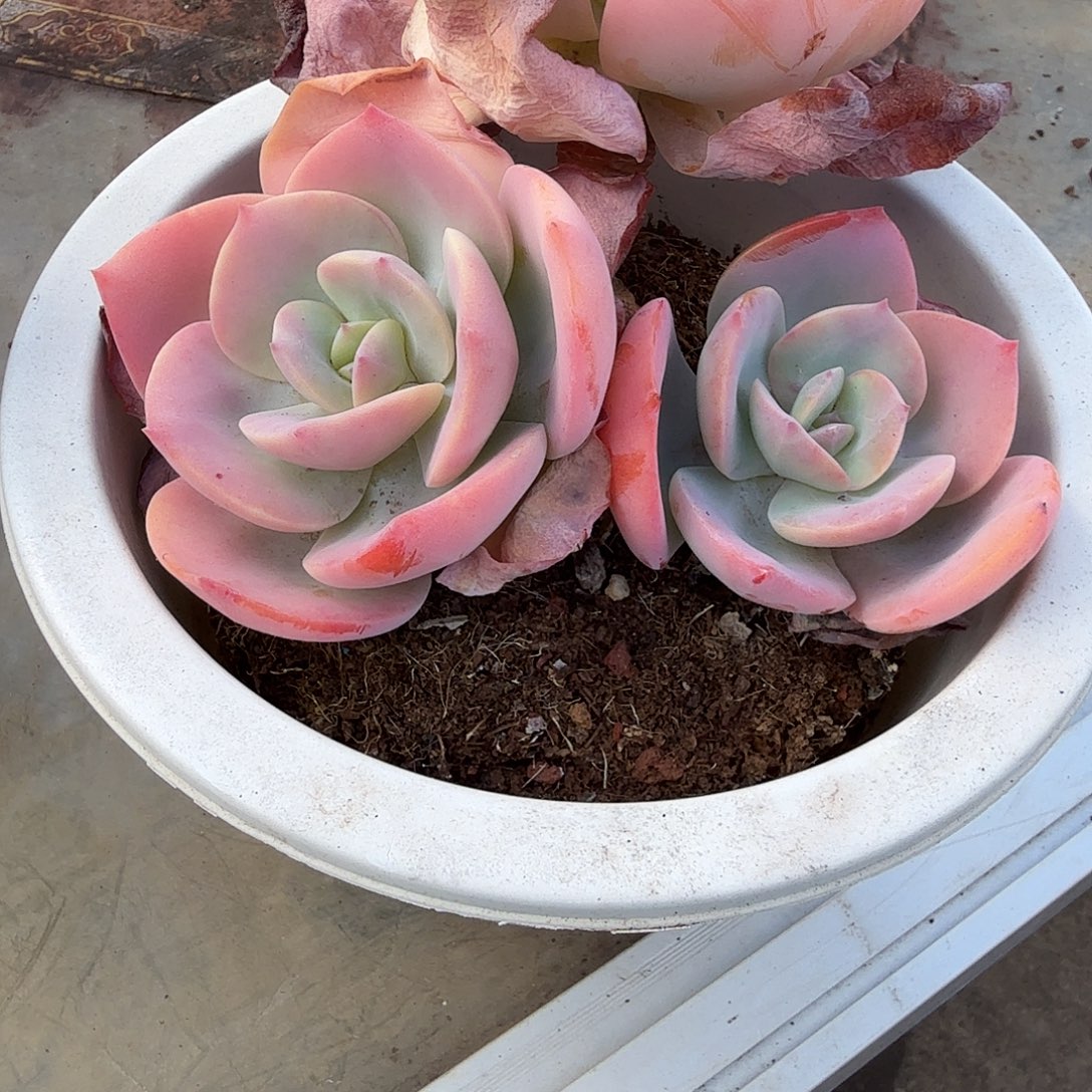 徐***@雪凤多肉植物一颗