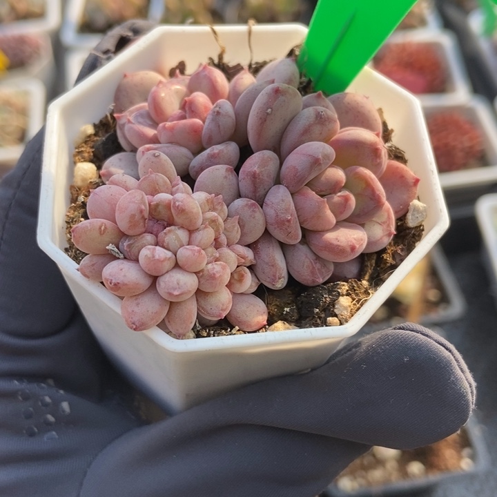 776粉珍妮缀多肉