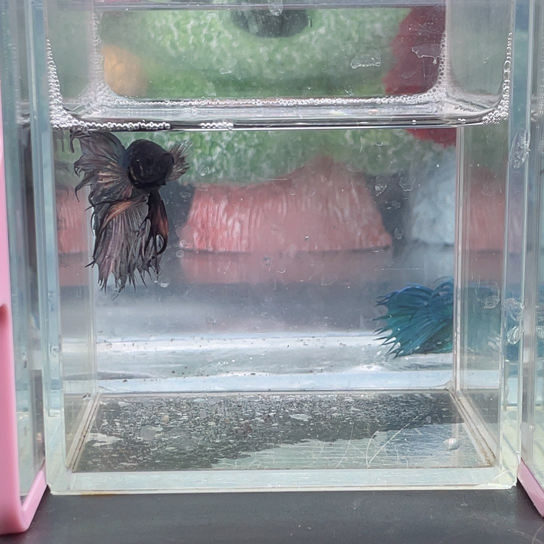 斗鱼13号1224晚气泡毒液