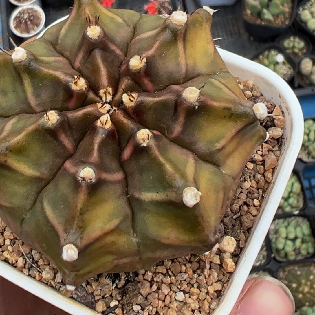 多肉植物111111111111111