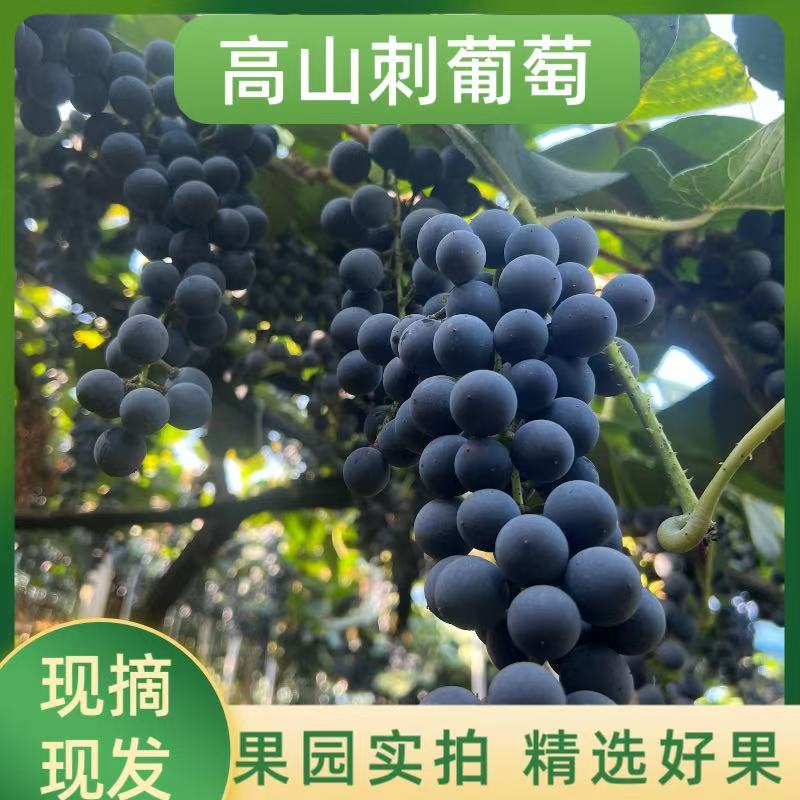 【顺丰包邮】怀化高山刺葡萄湘珍珠可酿酒的葡萄原产地现摘现发批发
