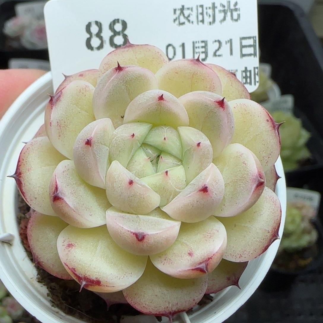 0121-88（A388-24）