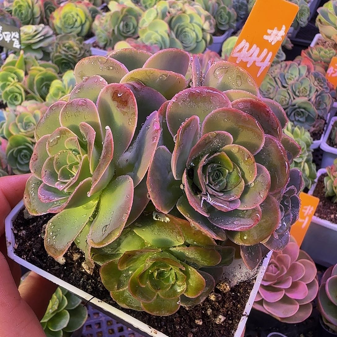 紫熏 非偏远包邮 事妈勿拍