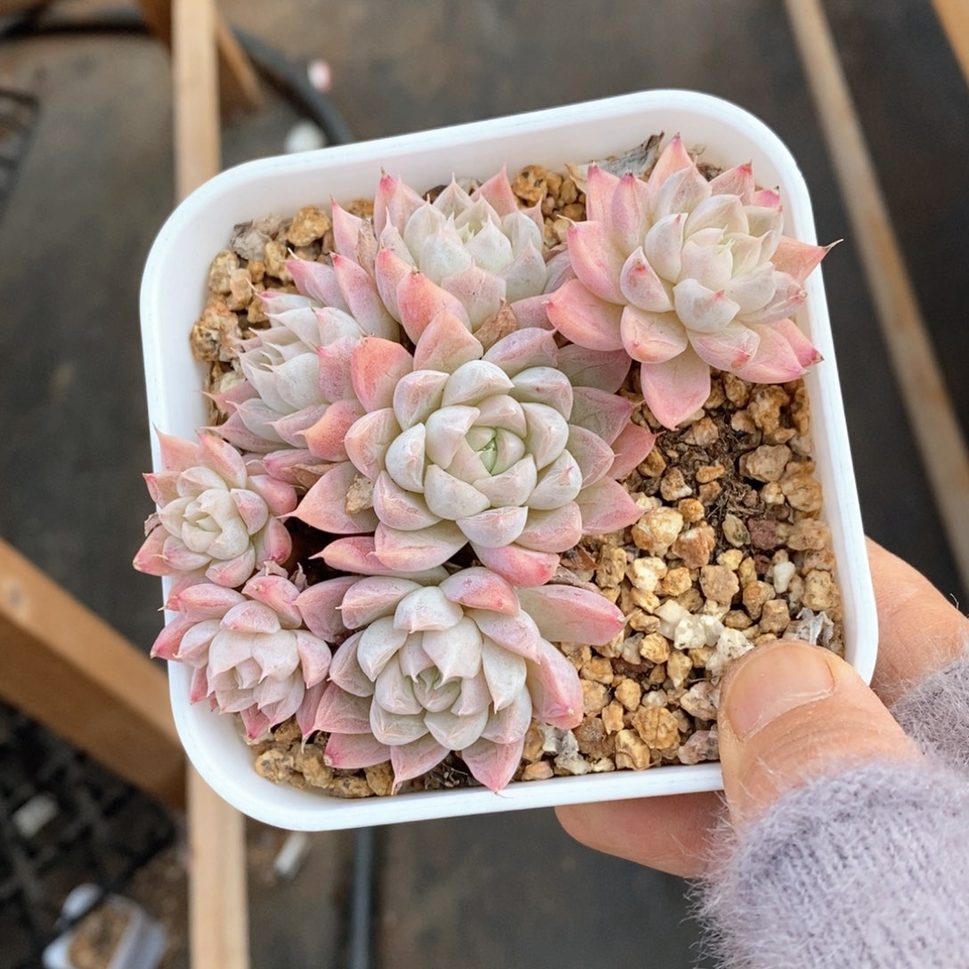 精品多肉一物一拍不包整413