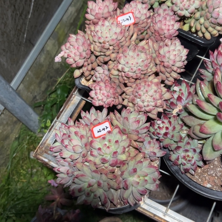 五****精品多肉植物老桩