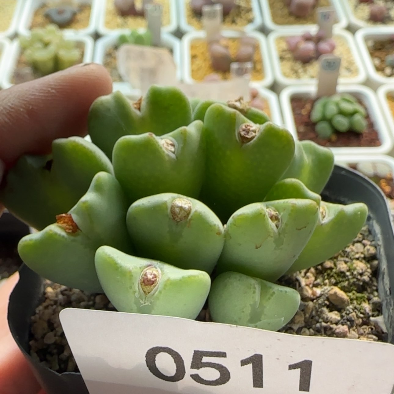 【闪购商品】8****20511      