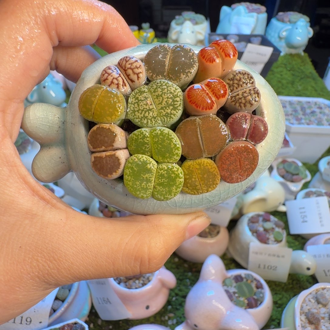 多肉植物福利冲1233