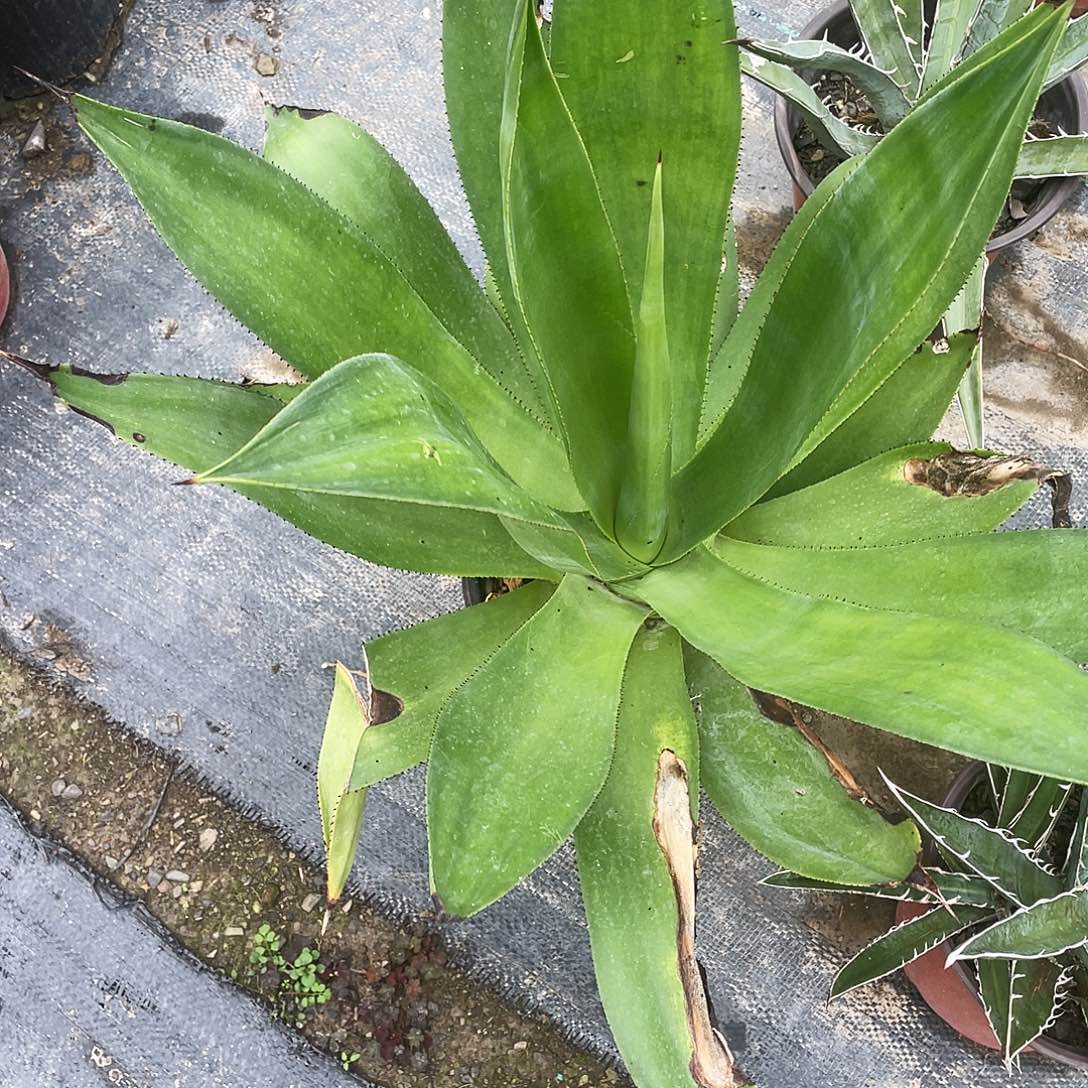 无花朵绿何变种25889