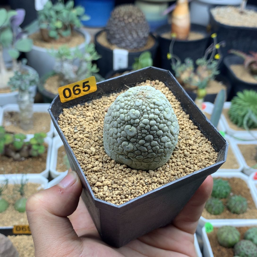 实生凝蹄玉带盆多肉