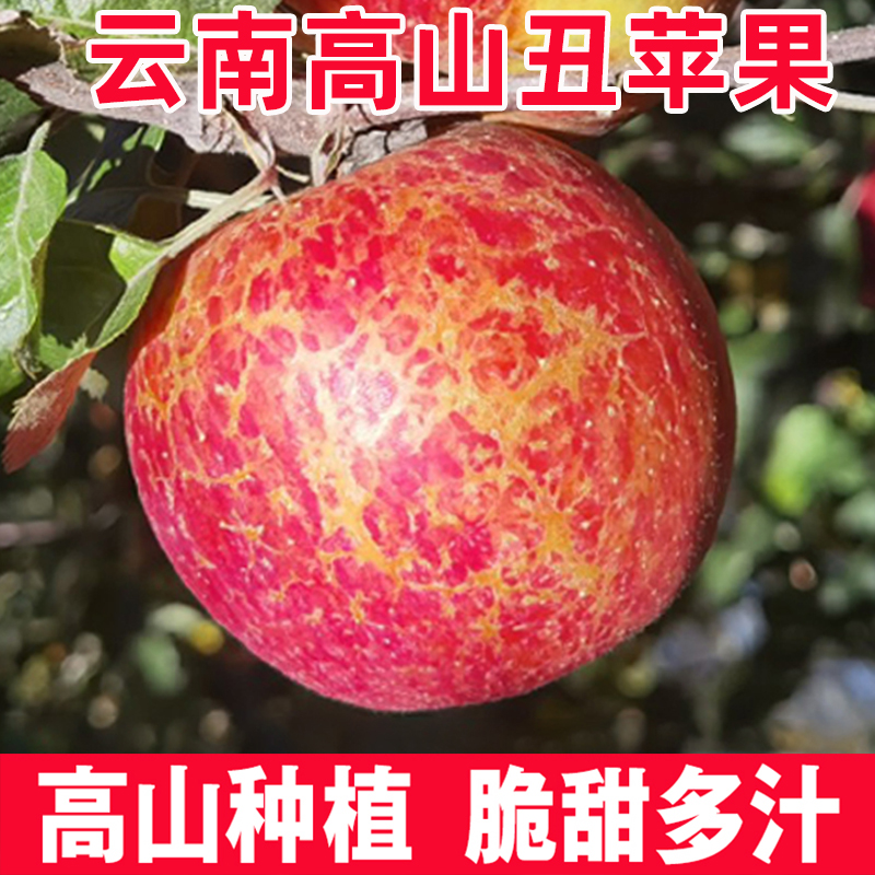 壮夫【正宗昭通冰糖心丑苹果】现摘云南昭通高原脆甜多汁新鲜水果
