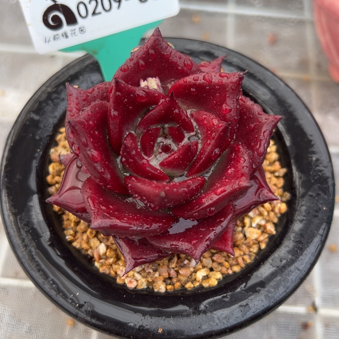 从前慢多肉精选编号0209.66