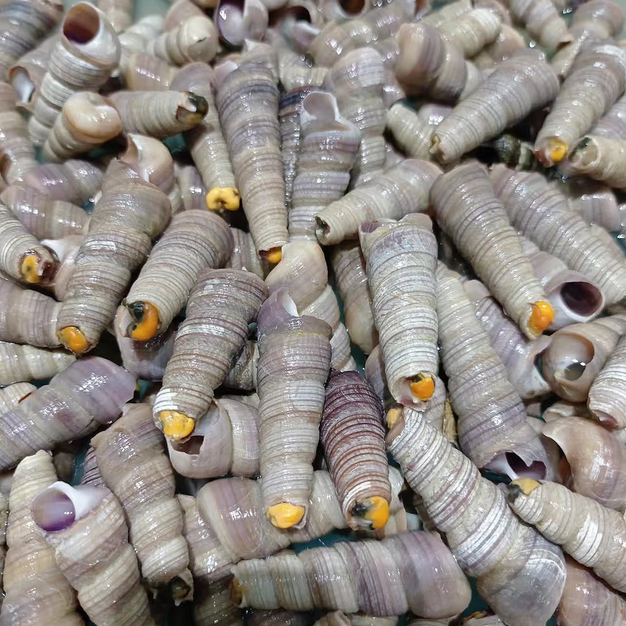 敲尾钉螺（2斤装）捞汁、辣炒、凉拌