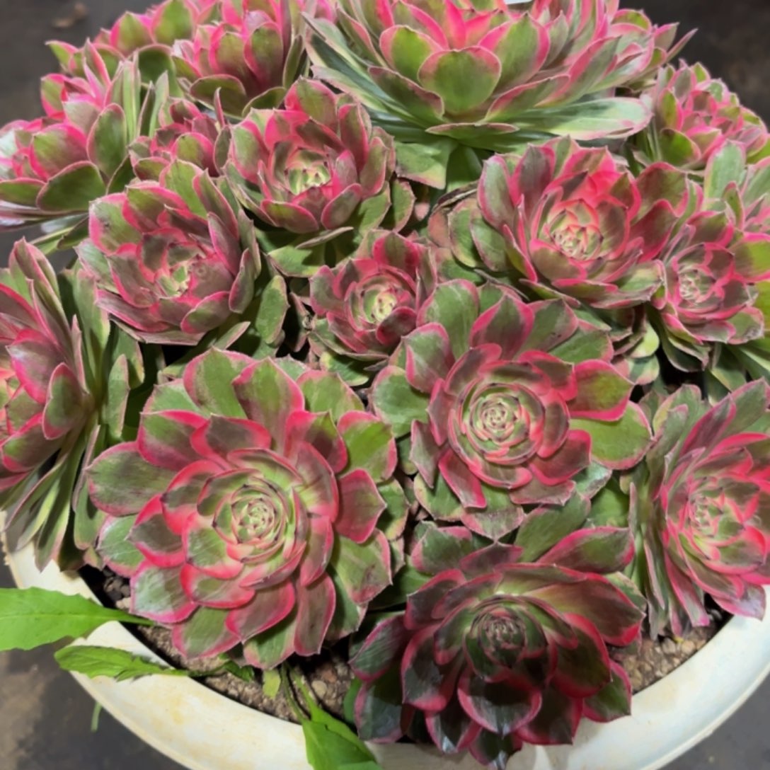 蓝***莲哈哈多肉葡萄福利456