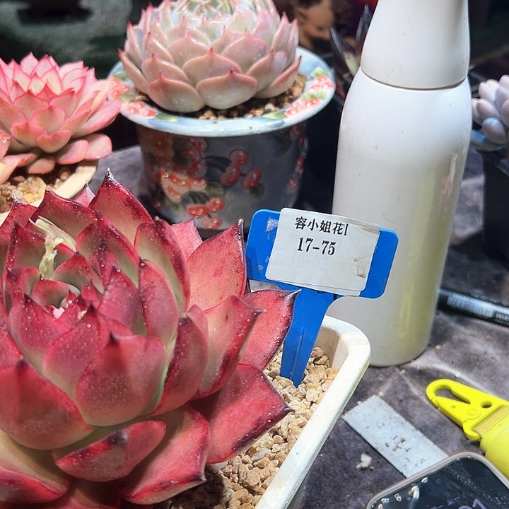 17.75罗刹一个多肉