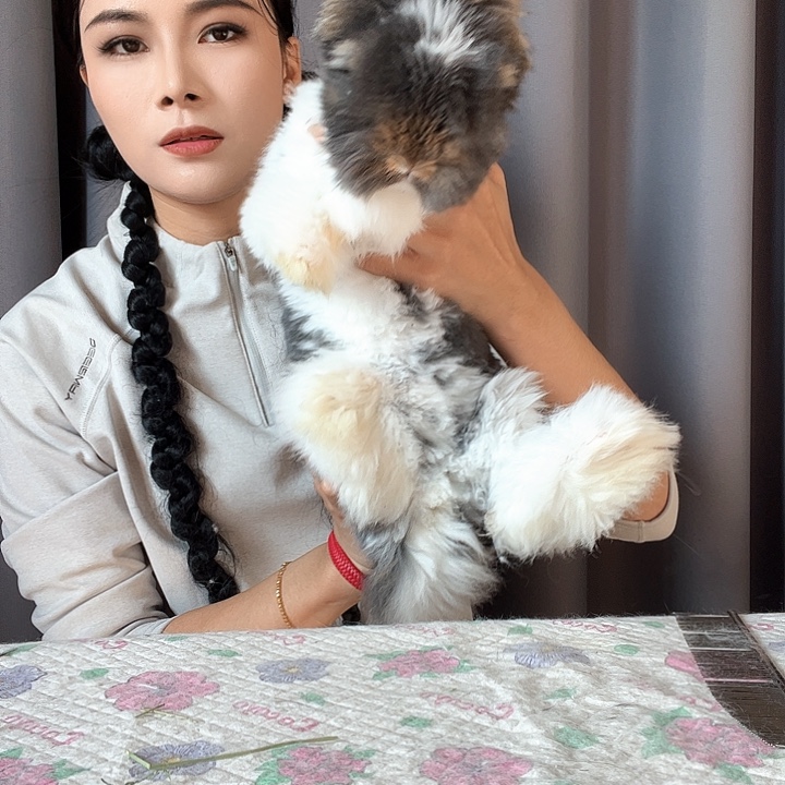 S***s网红安哥拉兔德系花色