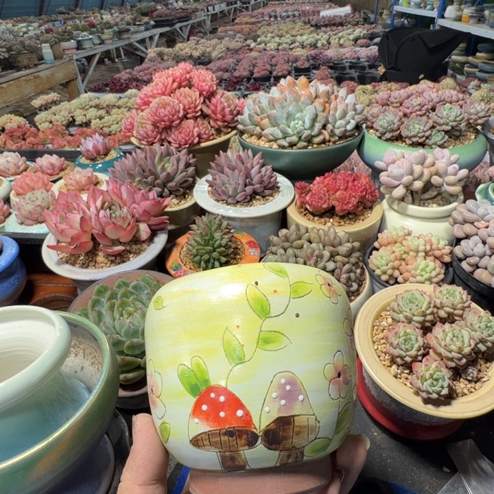 特价花盆满50发货内口9