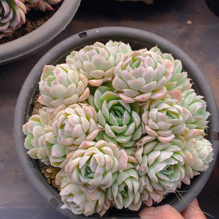 夏悦多肉0211-138希纳