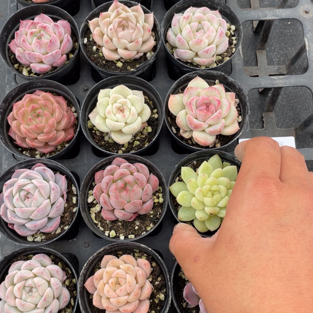 一物一拍18棵29-119